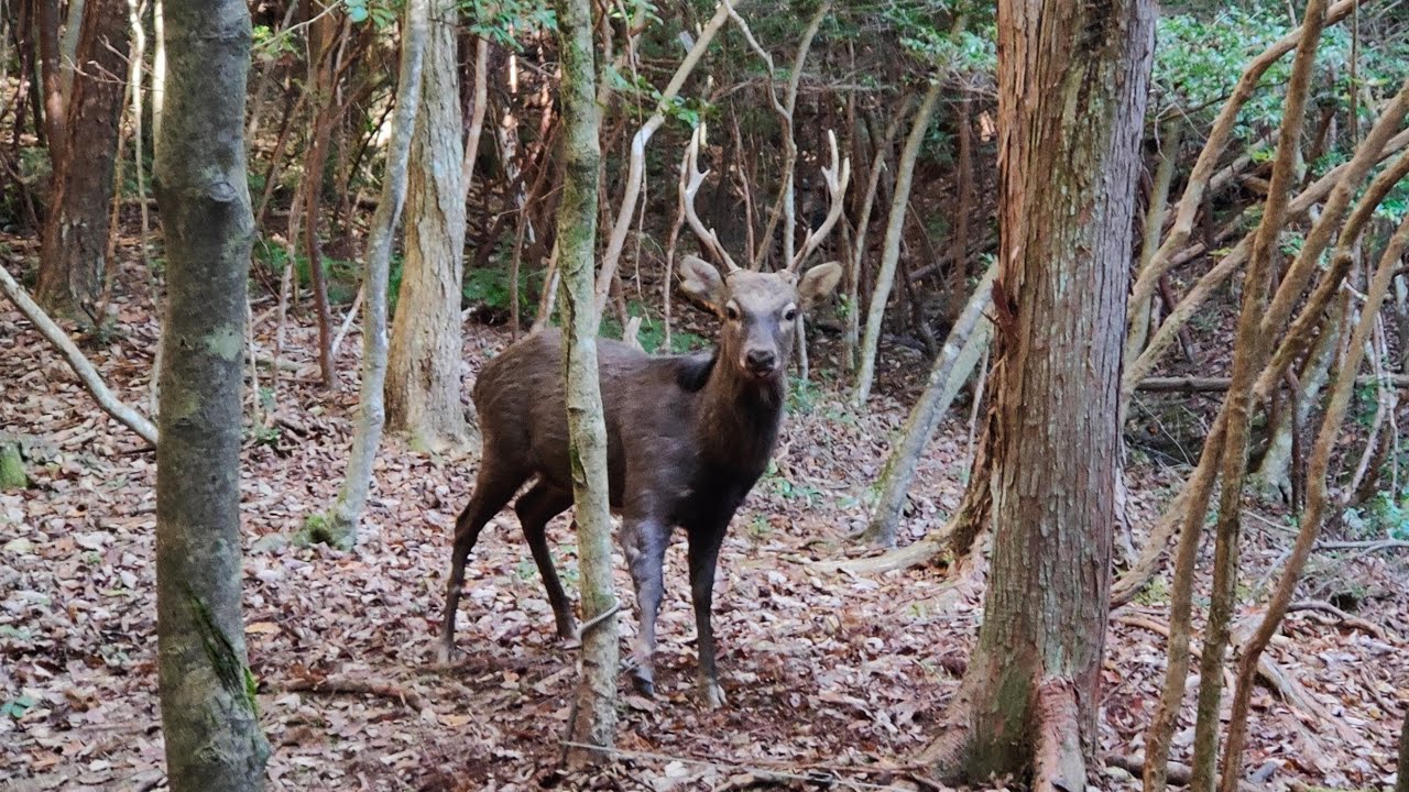 わな猟日誌（その６）