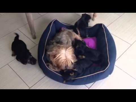 Grandma is handy for pup sitting.