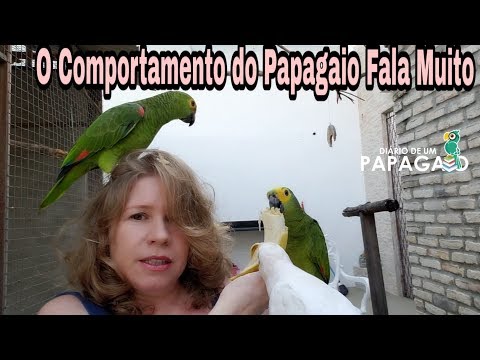 O Comportamento do Papagaio Fala Muito