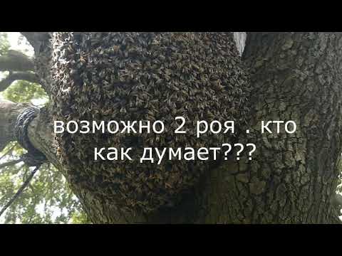 что делать ???пришёл рой и принёс головную боль,