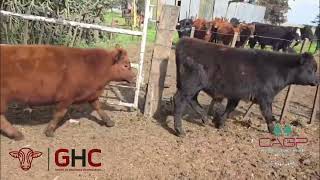 10 Terneros de 220 kg - Grupo de Hacienda Cooperativo - Plaza Ganadera