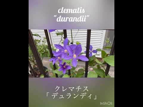 クレマチス モンタナ