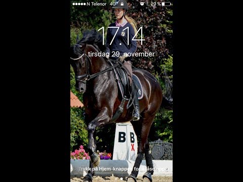 Stunning FEI Dressage horse for sale