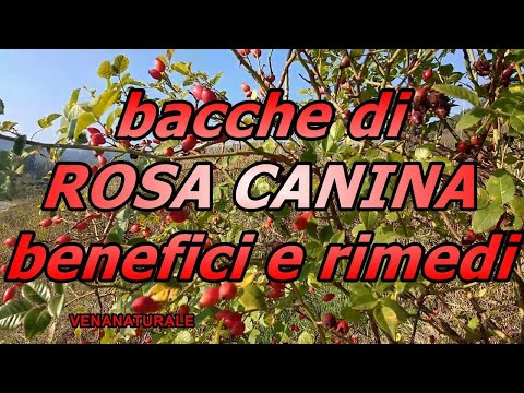 , title : 'bacche di ROSA CANINA (remedies and benefits) medicinal plant'
