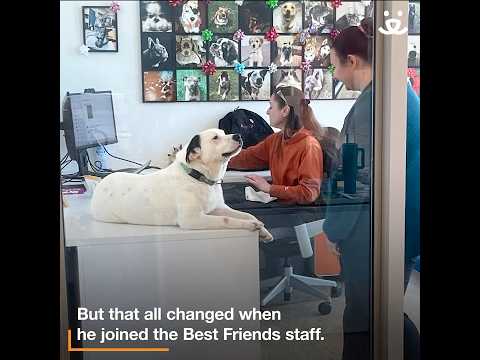 Anxious no more. Shelter dog surprises everyone with his goofy side.