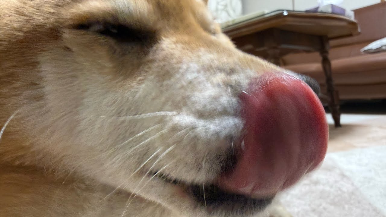 【ペロペロ】久しぶりのスイッチオン