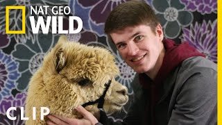 Alpaca Family Values (Clip) | Going Fur Gold by Nat Geo WILD