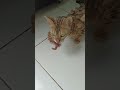 Seram Induk Kucing Ini Memakan Anaknya Yang Sudah Mati Emak Mau Ambil Juga Ga Tegaan Kucing