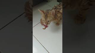 Download lagu seram!!! induk kucing ini memakan anaknya yang sudah mati. emak mau ambil juga ga tegaan #kucing mp3 Download lagu seram!!! induk kucing ini memakan anaknya yang sudah mati. emak mau ambil juga ga tegaan #kucing mp3