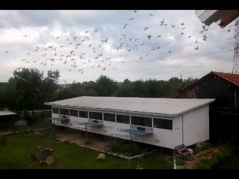 honest race-antrenament- 2013.07.31-08:28:44