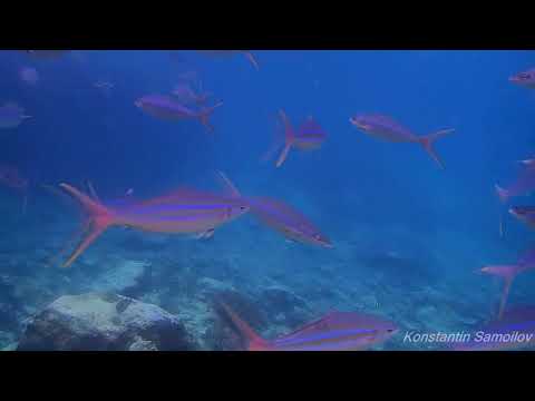 Snorkeling near the Pulisan Resort (North Sulawesi, Indonesia). Part 1: around the resort.