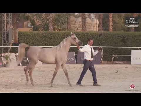N.43 LAMEES AL TARZY - Egypt Arabian Horse Championship 2023 - Fillies 2 Years Old (Class 2A)