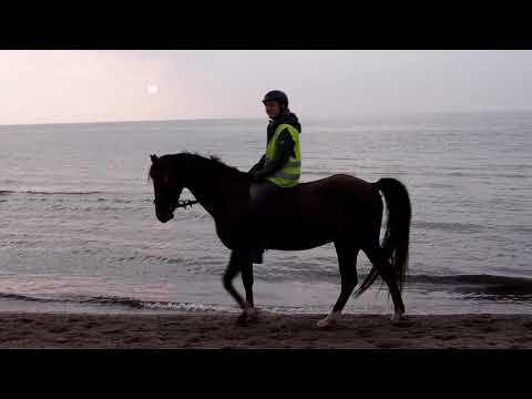 Video 17 aus  Ferienhof Thomsen