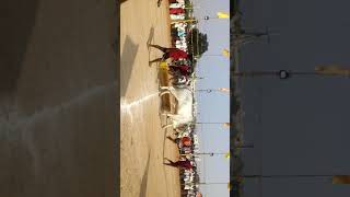 preview picture of video 'Paladugu loka bulls'