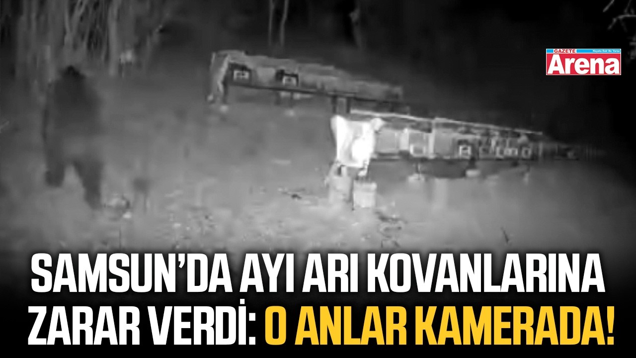 Samsun'da ayı arı kovanlarına zarar verdi