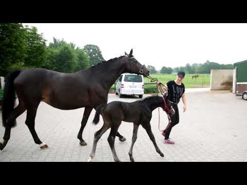 Hengstfohlen 2018 Hickstead White x Stalypso/ Argentinus