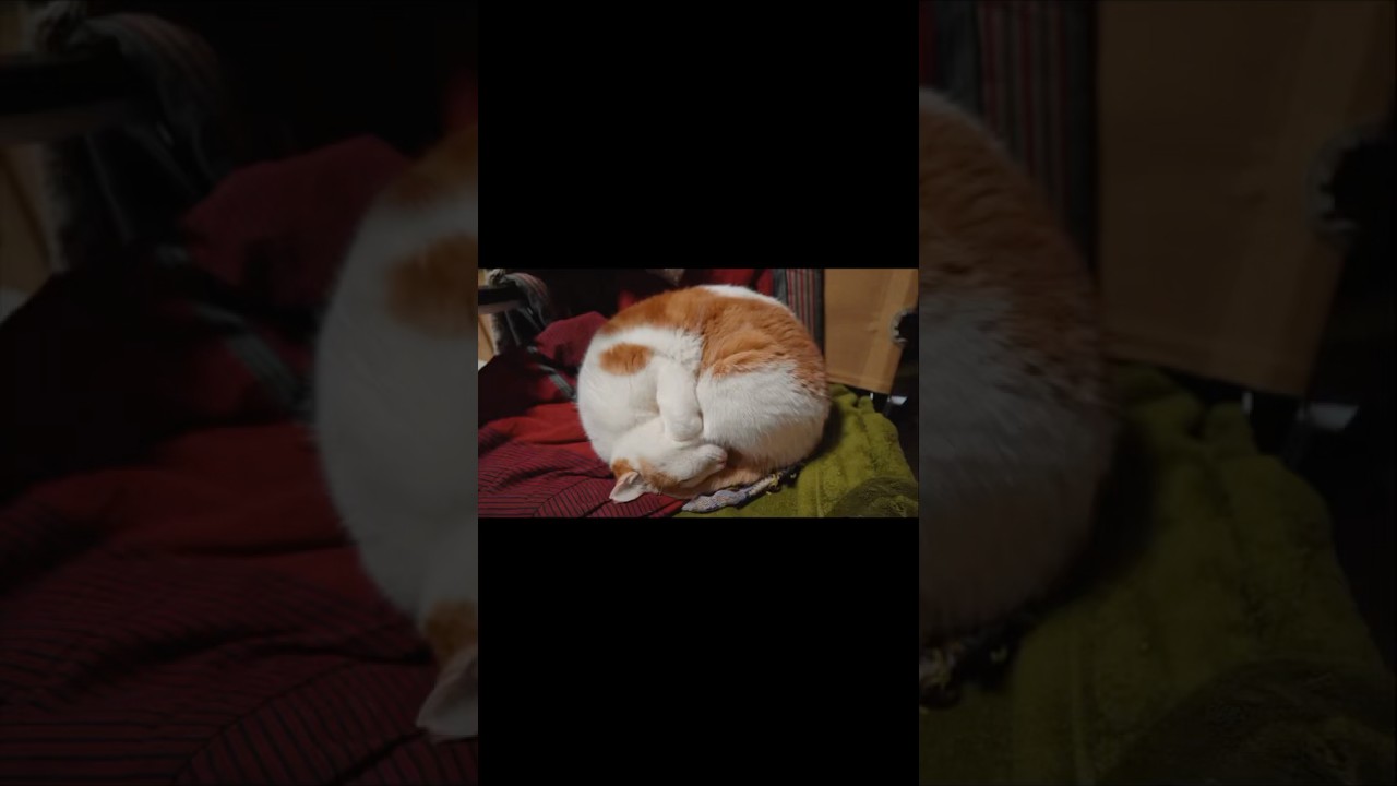 世界一丸い寝相の猫 #散歩する猫  #猫のいる暮らし ＃猫の寝相