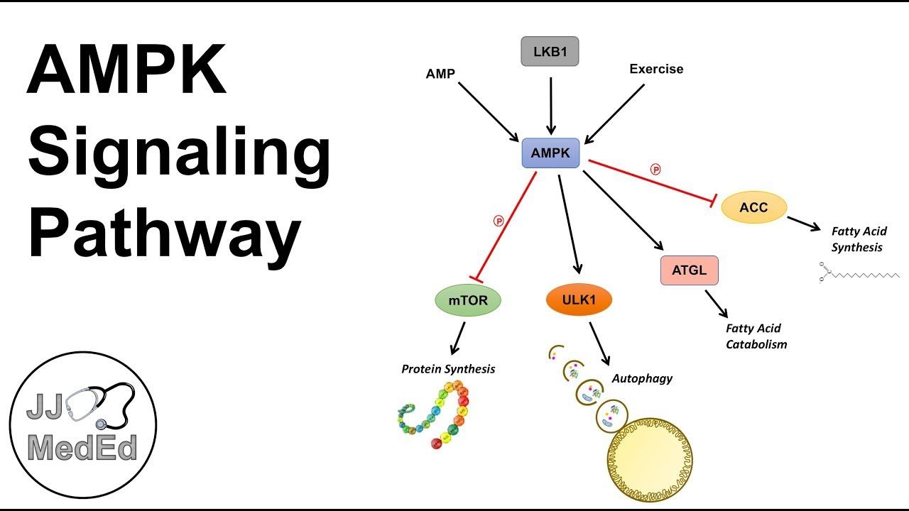 AMPK Signaling Pathway: Regulation and Downstream Effects