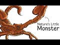 Why It Sucks To Be Born As A Scorpion