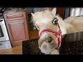 HILARIOUS Animal Videos That Will Make You Laugh