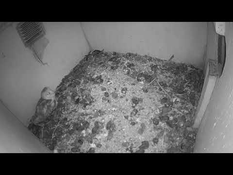 Barn Owl Nest Box Live Stream at OWL Rehab