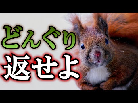 北アメリカ産赤リス