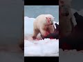 Polar bear vs grizzly. #shorts #shortvideo #wild #shortfeed
