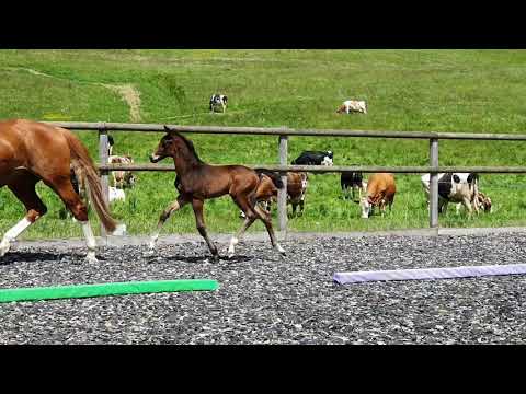 Fürstin Victoria von Feldmatt