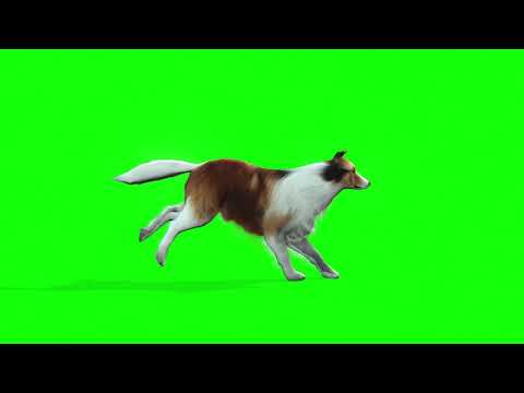 Dog Run - Green Screen