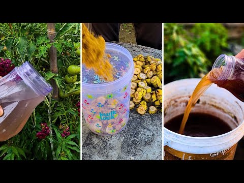 I Used Banana Peel Fertilizer for a Month… The Results Were SHOCKING!