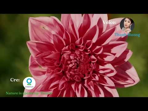 ENGLISH VOICE TALENT - FLOWER - NATURE IS SPEAKING