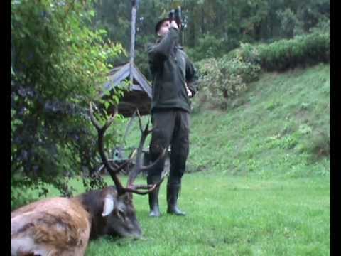 Masuren - der 1. Hirsch nach 30 Minuten Pirsch!