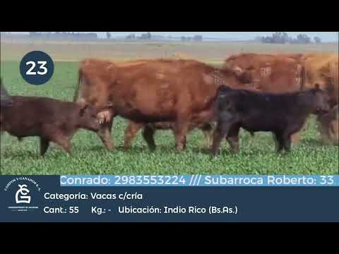 Lote VACA C/C - Indio Rico Bs As