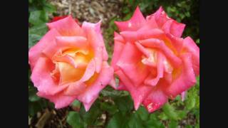 The Sweet - You&#39;re Not Wrong for Loving Me