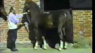 Video of Wingrove Minkino