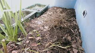 ダルマガエル観察ライブ20250915