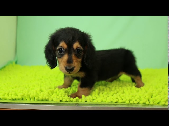 ダックスフンド・ミニチュア・ロングの男の子(栃木県) 優しい