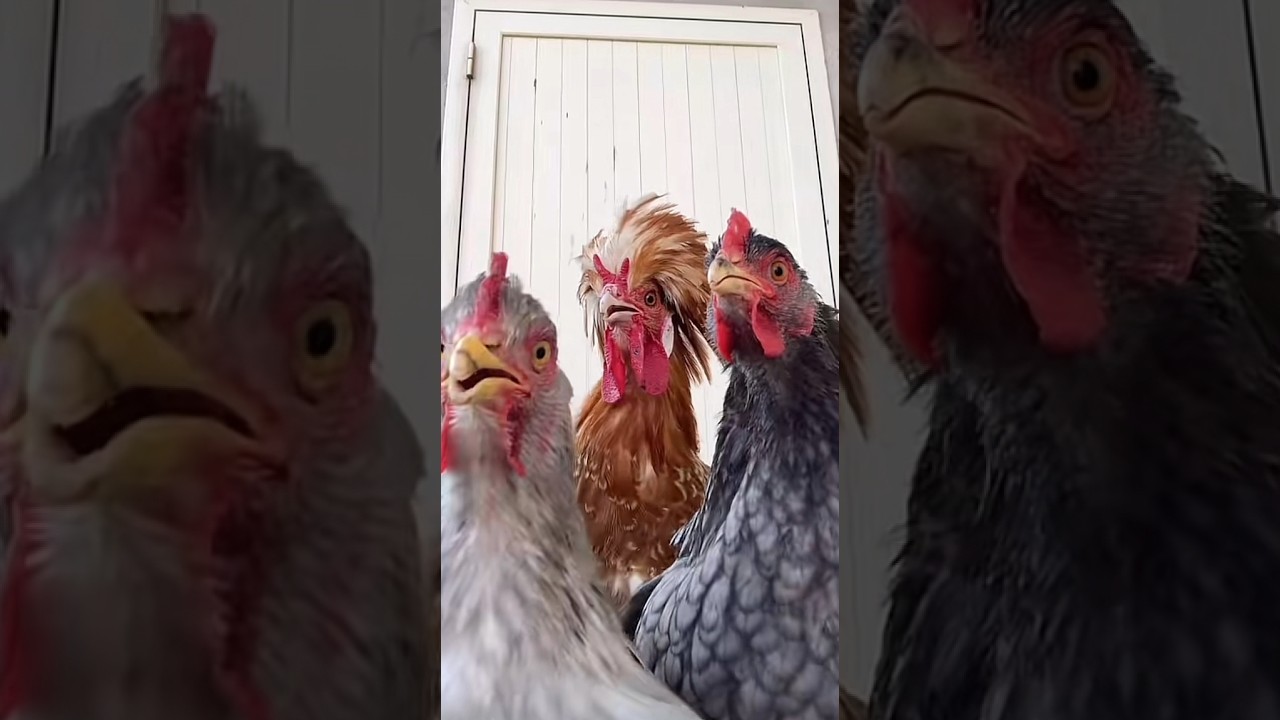 Dancing Chickens 😂 #youtubeshorts #funny