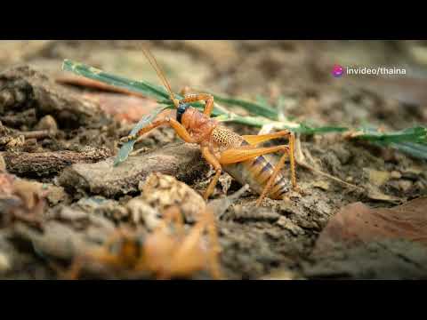 TOP 10 CURIOSIDADES INACREDITÁVEIS SOBRE OS GAFANHOTOS