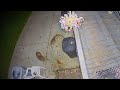 talking coyotes attack talking cat