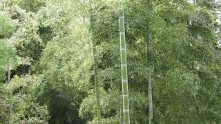 Rustling bamboo forest そよぐ竹林【4K/30fps】-2025/10/9-