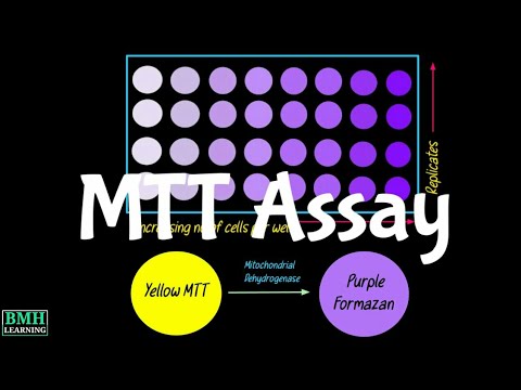 MTT Assay | Cell Viability Assay | Cell Toxicity Assay |