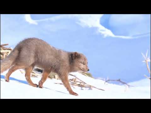 Arctic fox runs in a beautiful and windy landscape in Iceland. HDR 4K.
