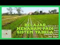 Belajar Menanam Padi Sistem Tabela