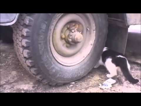 Cat is searching the rat