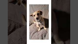 Video preview image #1 Chiweenie Puppy For Sale in Fresno, CA, USA