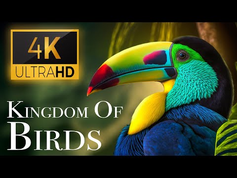 The Kingdom of Birds