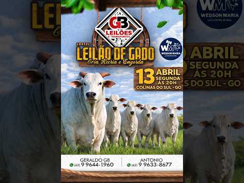LEILÃO DE GADO DE CORTE - GB LEILÕES COLINAS DO SUL - GO - 13/04/2026