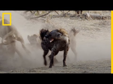 Enemigos ETERNOS: Hienas vs. Leones | National Geographic en Español