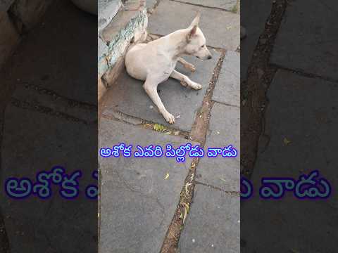 dog funny video🤣#ytshorts#ytviral#subscribe#funnyanimals#